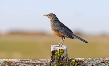 Rufous-rumped Thrush (Turdus rufiventris), Güney Amerika 'da bulunan ve tüm ardıçkuşlarının en bilineni olan kuş türüdür. Sabi laranjeira