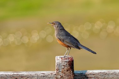 Rufous-rumped Thrush (Turdus rufiventris), Güney Amerika 'da bulunan ve tüm ardıçkuşlarının en bilineni olan kuş türüdür. Sabi laranjeira