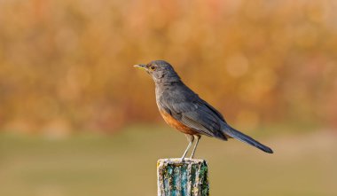 Rufous-rumped Thrush (Turdus rufiventris), Güney Amerika 'da bulunan ve tüm ardıçkuşlarının en bilineni olan kuş türüdür. Sabi laranjeira