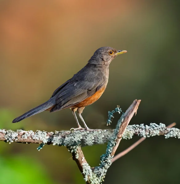 Rufous-rumped Thrush (Turdus rufiventris), Güney Amerika 'da bulunan ve tüm ardıçkuşlarının en bilineni olan kuş türüdür. Sabi laranjeira