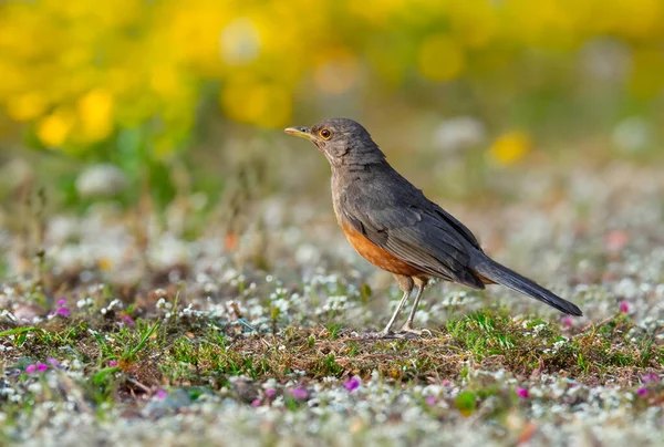 Rufous-rumped Thrush (Turdus rufiventris), Güney Amerika 'da bulunan ve tüm ardıçkuşlarının en bilineni olan kuş türüdür. Sabi laranjeira