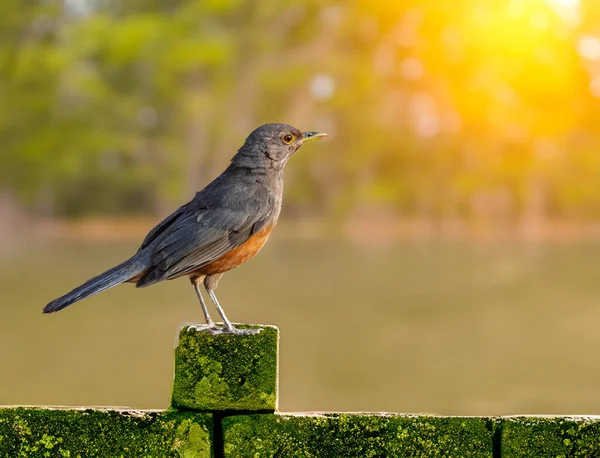Rufous-rumped Thrush (Turdus rufiventris), Güney Amerika 'da bulunan ve tüm ardıçkuşlarının en bilineni olan kuş türüdür. Sabi laranjeira