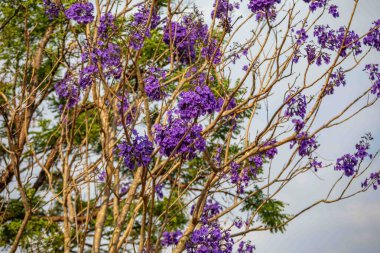 Mor ip ağacındaki çiçekler Handroanthus impetiginosus, jacaranda, mimoso jacaranda Brezilya tropikal ormanlarının tipik çiçekleri.
