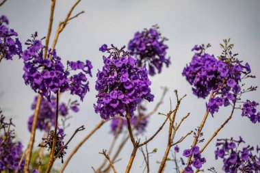Mor ip ağacındaki çiçekler Handroanthus impetiginosus, jacaranda, mimoso jacaranda Brezilya tropikal ormanlarının tipik çiçekleri.