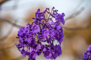 Mor ip ağacındaki çiçekler Handroanthus impetiginosus, jacaranda, mimoso jacaranda Brezilya tropikal ormanlarının tipik çiçekleri.