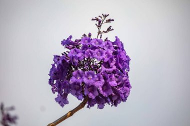 Mor ip ağacındaki çiçekler Handroanthus impetiginosus, jacaranda, mimoso jacaranda Brezilya tropikal ormanlarının tipik çiçekleri.