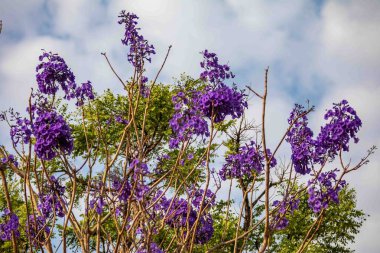 Mor ip ağacındaki çiçekler Handroanthus impetiginosus, jacaranda, mimoso jacaranda Brezilya tropikal ormanlarının tipik çiçekleri.