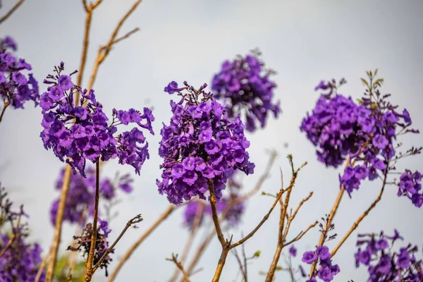 Mor ip ağacındaki çiçekler Handroanthus impetiginosus, jacaranda, mimoso jacaranda Brezilya tropikal ormanlarının tipik çiçekleri.