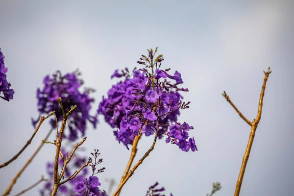Mor ip ağacındaki çiçekler Handroanthus impetiginosus, jacaranda, mimoso jacaranda Brezilya tropikal ormanlarının tipik çiçekleri.