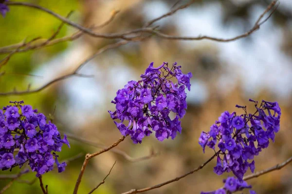 Mor ip ağacındaki çiçekler Handroanthus impetiginosus, jacaranda, mimoso jacaranda Brezilya tropikal ormanlarının tipik çiçekleri.