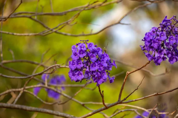 Mor ip ağacındaki çiçekler Handroanthus impetiginosus, jacaranda, mimoso jacaranda Brezilya tropikal ormanlarının tipik çiçekleri.
