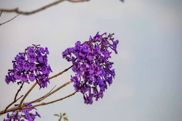 Mor ip ağacındaki çiçekler Handroanthus impetiginosus, jacaranda, mimoso jacaranda Brezilya tropikal ormanlarının tipik çiçekleri.