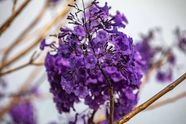 Mor ip ağacındaki çiçekler Handroanthus impetiginosus, jacaranda, mimoso jacaranda Brezilya tropikal ormanlarının tipik çiçekleri.