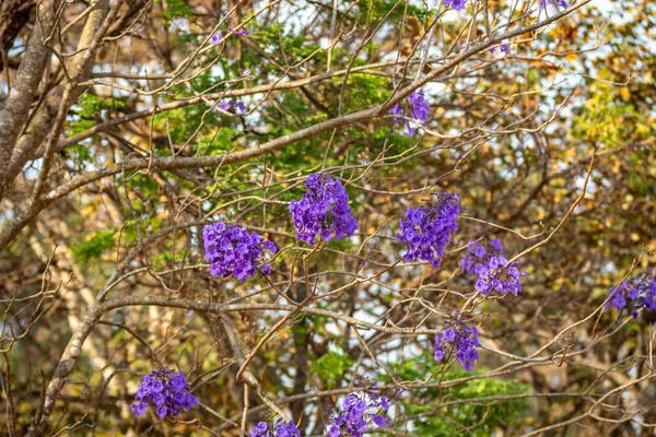 Mor ip ağacındaki çiçekler Handroanthus impetiginosus, jacaranda, mimoso jacaranda Brezilya tropikal ormanlarının tipik çiçekleri.