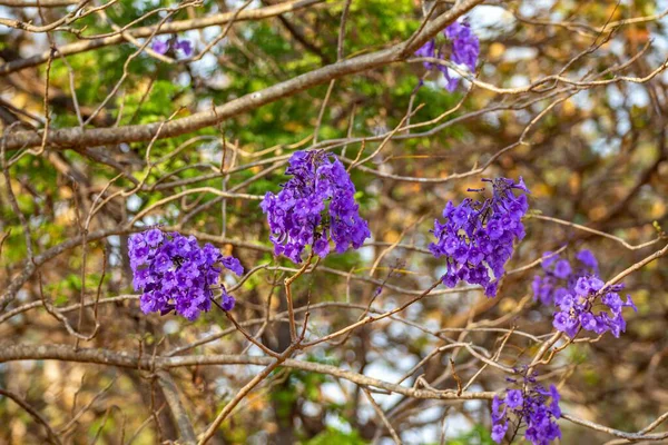 Mor ip ağacındaki çiçekler Handroanthus impetiginosus, jacaranda, mimoso jacaranda Brezilya tropikal ormanlarının tipik çiçekleri.