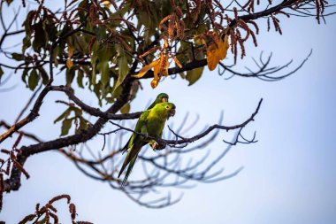 Maracan papağanı (Psittacara leucophthalmus), papağan, aragua, araguari veya aracatinga olarak bilinir. Vahşi yeşil kuş