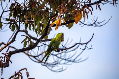 Maracan papağanı (Psittacara leucophthalmus), papağan, aragua, araguari veya aracatinga olarak bilinir. Vahşi yeşil kuş