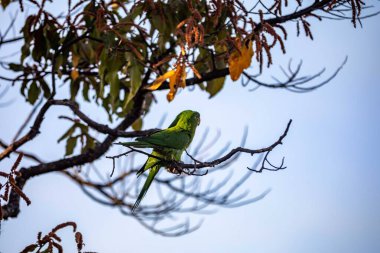 Maracan papağanı (Psittacara leucophthalmus), papağan, aragua, araguari veya aracatinga olarak bilinir. Vahşi yeşil kuş