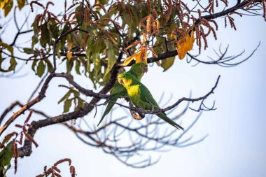 Maracan papağanı (Psittacara leucophthalmus), papağan, aragua, araguari veya aracatinga olarak bilinir. Vahşi yeşil kuş