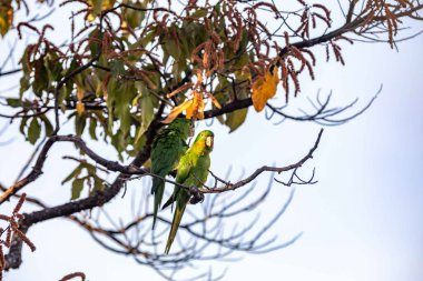 Maracan papağanı (Psittacara leucophthalmus), papağan, aragua, araguari veya aracatinga olarak bilinir. Vahşi yeşil kuş