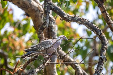 Beyaz kanatlı güvercin (