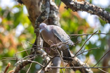 Beyaz kanatlı güvercin (