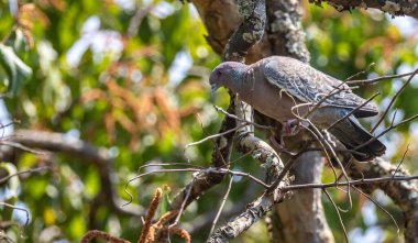 Beyaz kanatlı güvercin (
