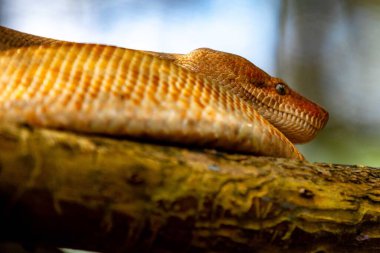 Nadir bulunan bir yılan, boa yılanı, Orta Amerika 'ya özgü bir boa yılanı. Jibia