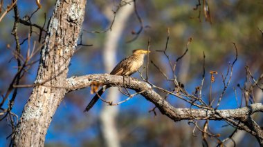 Beyaz popolu anu, Guira guira, cuculidae familyasından Güney Amerika 'da yaşayan bir kuş türü..