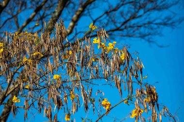 Muhteşem ve zıt Brezilya sarı ip çiçeği Handroanthus albus, Bignoniaceae, Ağustos ve Eylül aylarında çiçek açar.