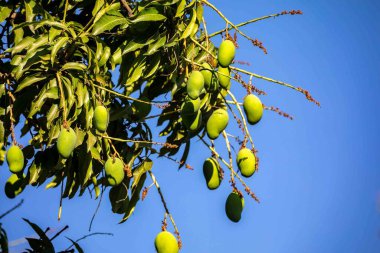 Ağaçta yeşil mangolar var, seçici bir odak noktasında.