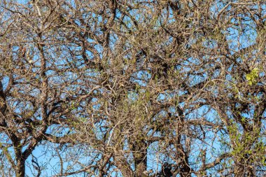 Huzurlu tropik orman manzarası ve eski ağaçların kuru dallarıyla donanımlı arka plan manzarası