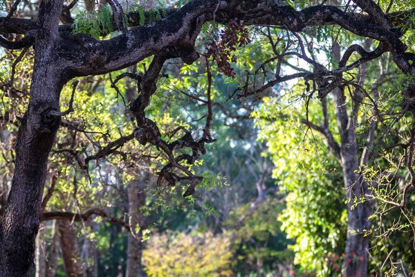 Идиллический пейзаж с идиллическими тропическими лесами и сухими ветвями старых деревьев