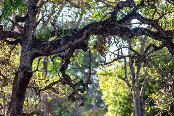 Huzurlu tropik orman manzarası ve eski ağaçların kuru dallarıyla donanımlı arka plan manzarası