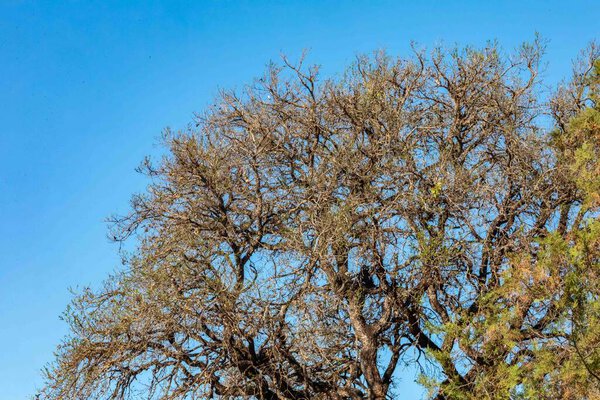 Идиллический пейзаж с идиллическими тропическими лесами и сухими ветвями старых деревьев