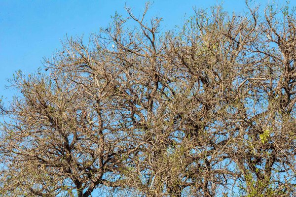 Идиллический пейзаж с идиллическими тропическими лесами и сухими ветвями старых деревьев