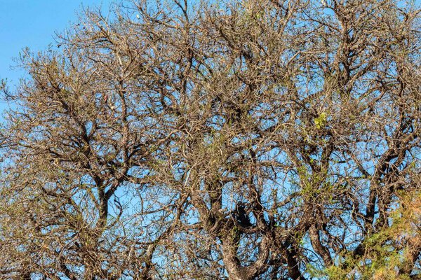 Идиллический пейзаж с идиллическими тропическими лесами и сухими ветвями старых деревьев