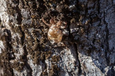 Ağaç gövdesinde tipik terk edilmiş ağustos böceği kabuğu, yeni hayat kavramı ya da özgür kalmak.