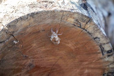 Ağaç gövdesinde tipik terk edilmiş ağustos böceği kabuğu, yeni hayat kavramı ya da özgür kalmak.