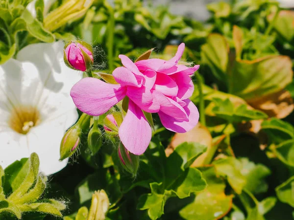 Flor rosa primer plano en la vegetación —  Fotos de Stock