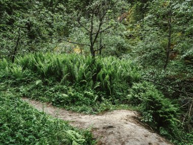 Fern ormandaki Glade