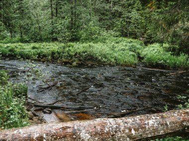 Orman ve nehir manzarası