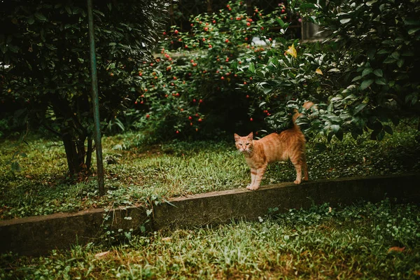 Röd katt i buskarna — Stockfoto