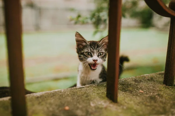 En grå kattunge meows på gatan — Stockfoto