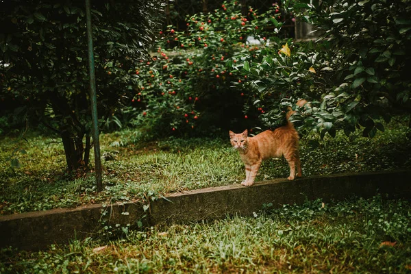 Rote Katze im Gebüsch lizenzfreie Stockbilder