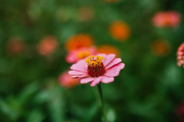 Pembe çiçek yakın plan