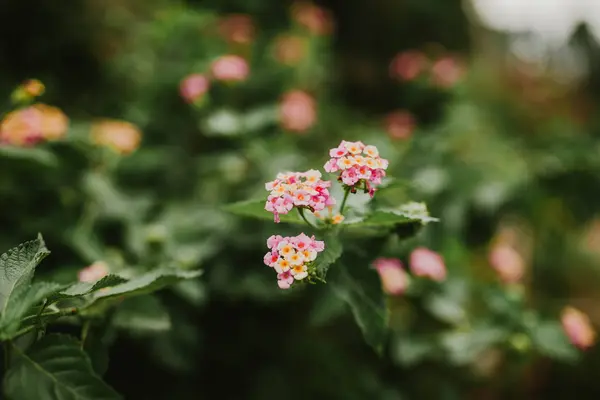 Arbustos de flores Lantana primer plano —  Fotos de Stock