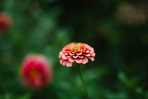 Hermosa flor de primer plano —  Fotos de Stock