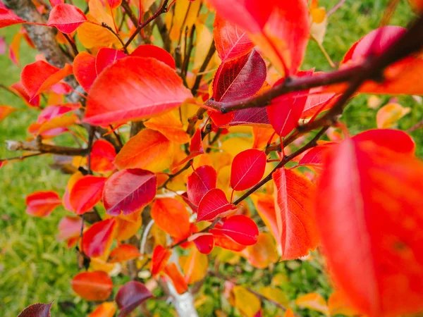 Rote Blätter auf einem Baumwipfel Stockbild