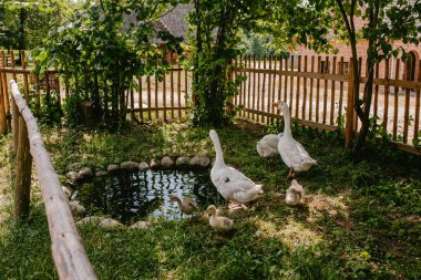 Köyde ahşap bir çitte beyaz kazlar